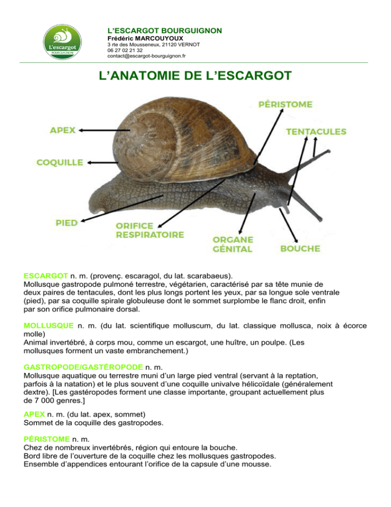 l`anatomie de l`escargot