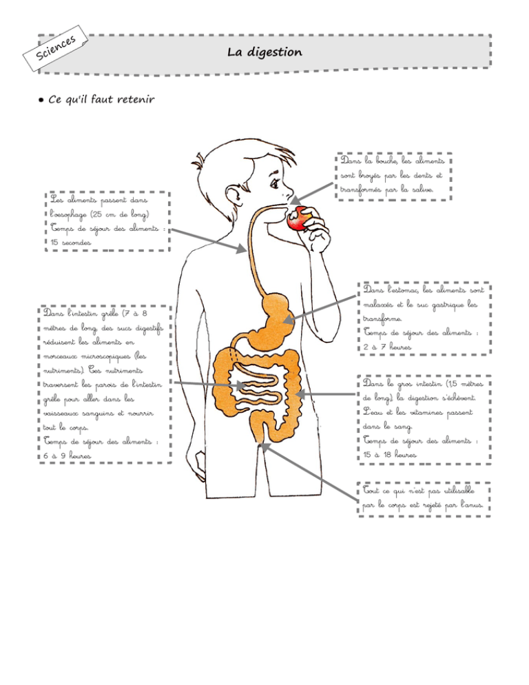 La Digestion 6522