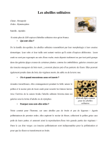 Les abeilles solitaires